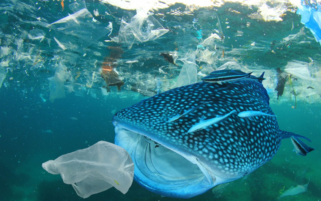 The war with plastic in the Oceans goes on Preview