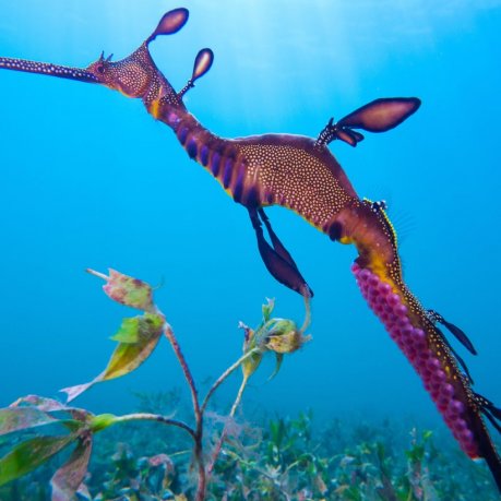 Estragon de mer feuillu